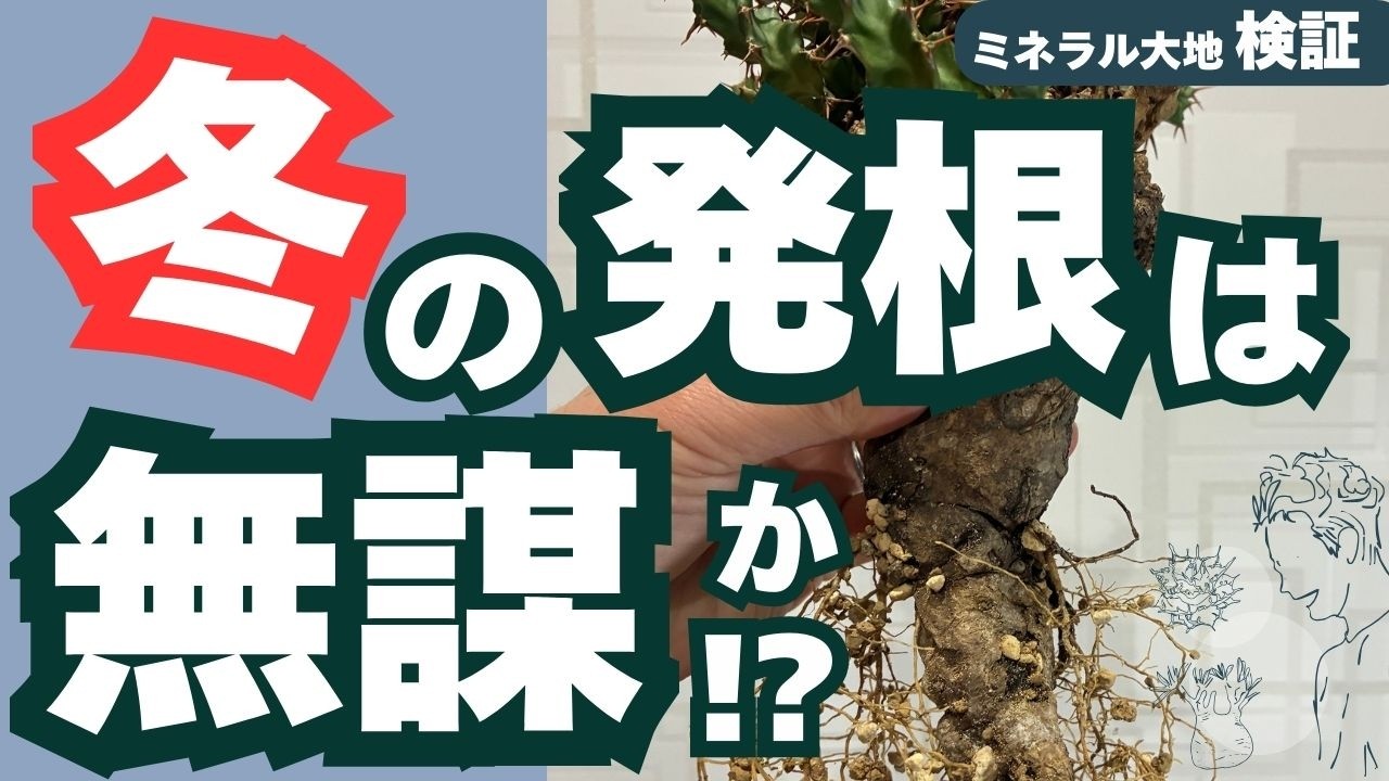 冬の発根は無謀？クラビゲラがこうなりました【徹底検証】