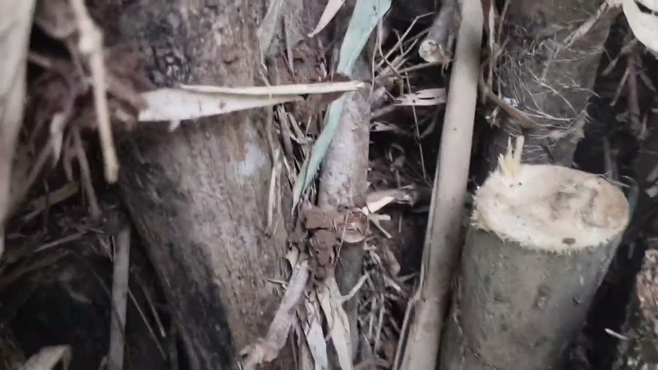 BOLANG pring unik. Jangan di sia-siakan bambu yang seperti ini‼️, kalau menemukan ambil saja. 👍👍