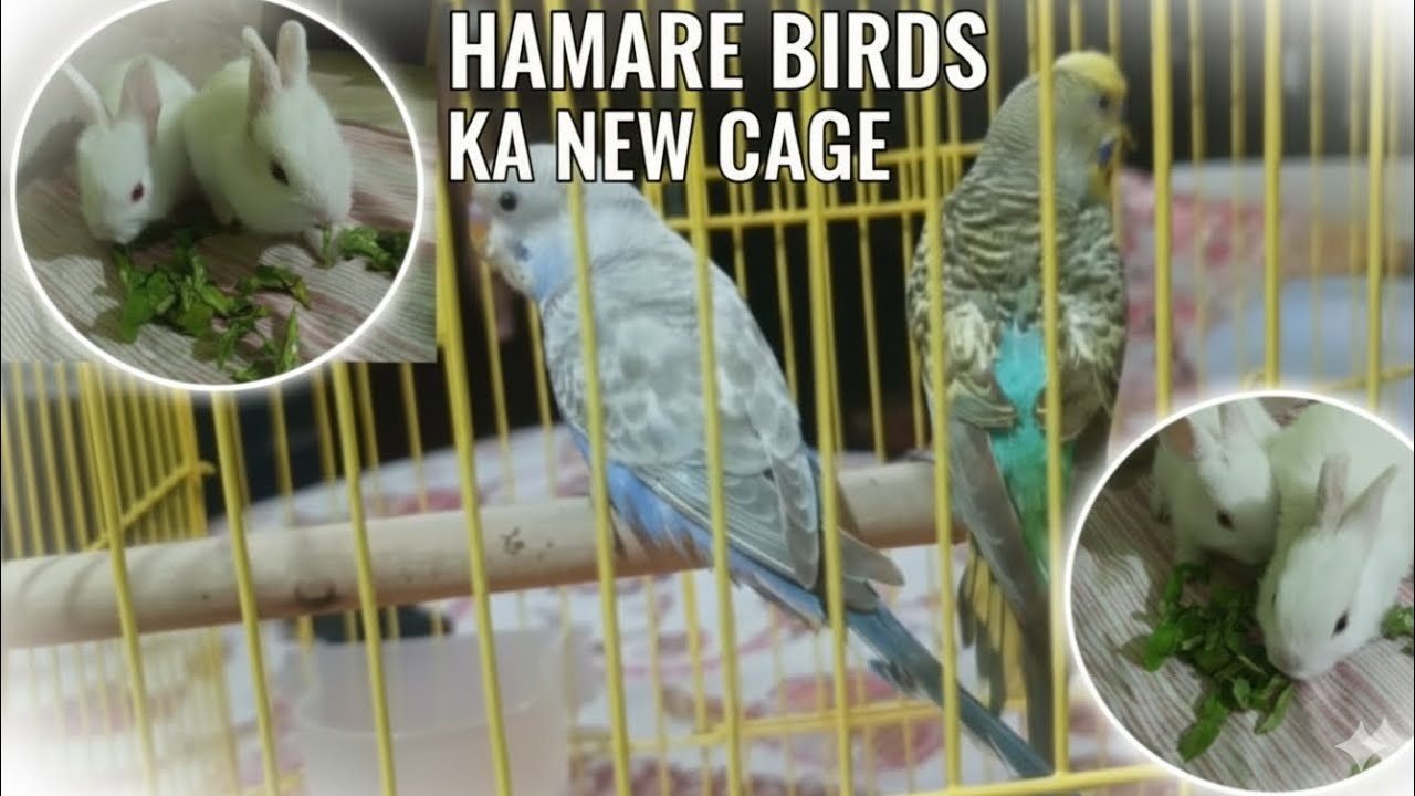 Hamare birds ka new cage agaya😀 #vlog #shorts
