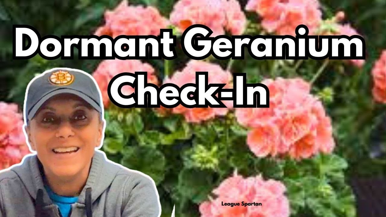 Overwintered Geranium Check | Bare Root Pelargoniums || Budget Gardening