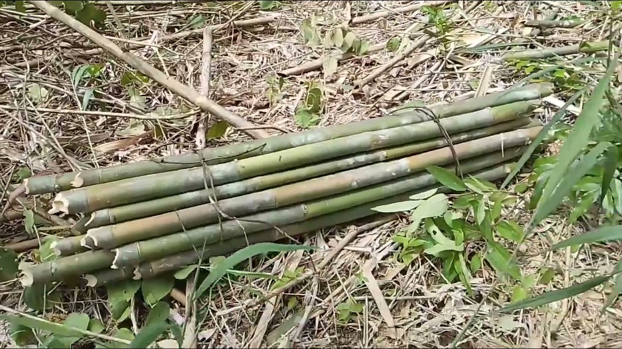 AMBIL BULUH DI KEBUN UNTUK BUAT TIANG LINING TANAM POKOK KELAPA SAWIT BARU DI KEBUN BARU NANTI.