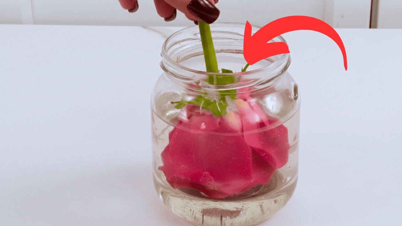 Wirf verwelkte Rosen NICHT weg. So konservierst du sie FÜR IMMER mit Wachs