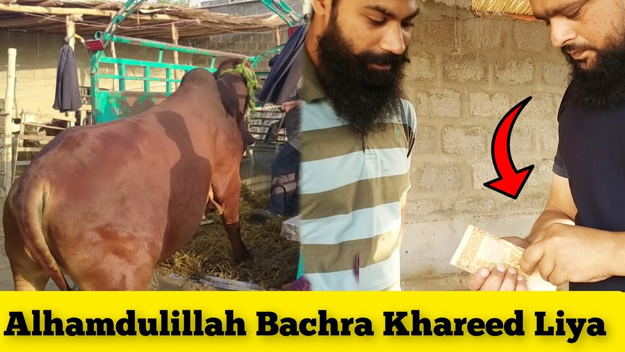 Alhamdulillah Shikaar Mar Liya 🤩 || Naseeb Ka Soda || Amazing Cattle Farm 2024