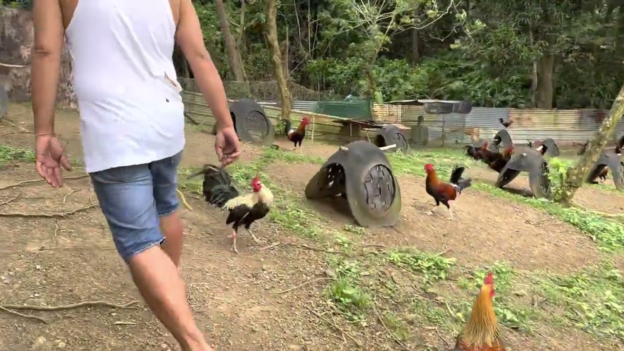 Manok pang sabong Mini farm ni bosing nilo palo alto calamba laguna