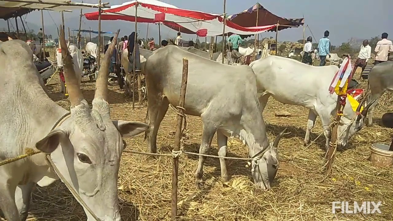 Ghati Subramanya Cattle Fair 2021, #cattlefair,