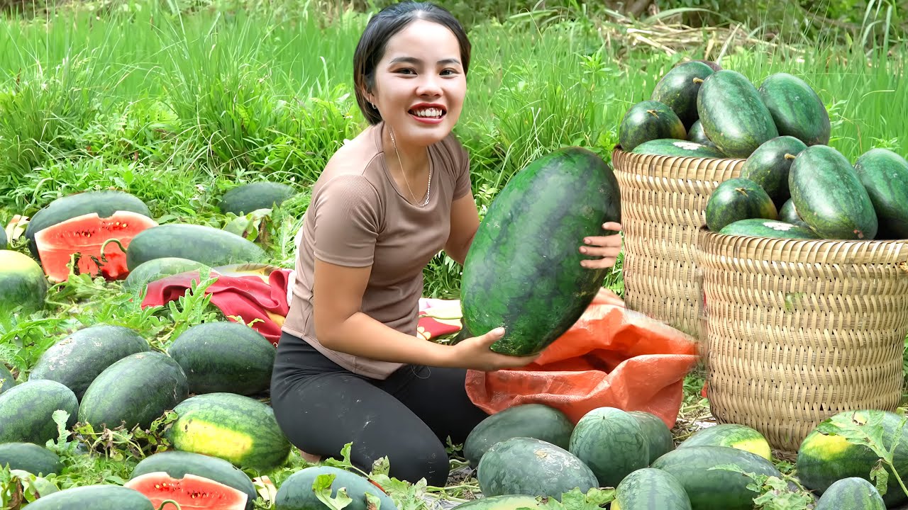 Harvest 40kg of giant watermelon with single mom - Cook Delicious minced meat 