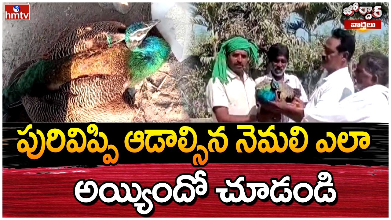 Jordar Varthalu : పురివిప్పి ఆడాల్సిన నెమలి ఎలా అయ్యిందో చూడండి | hmtv