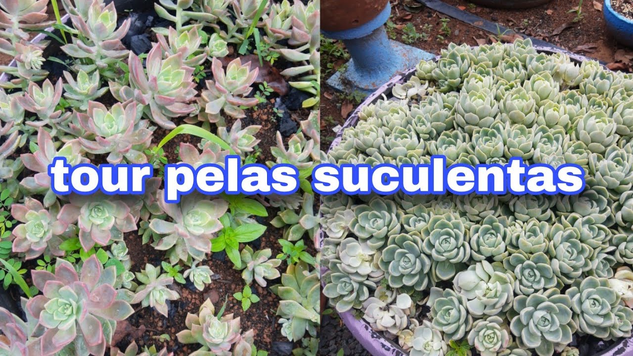 Tour pelos vasos e pneus!