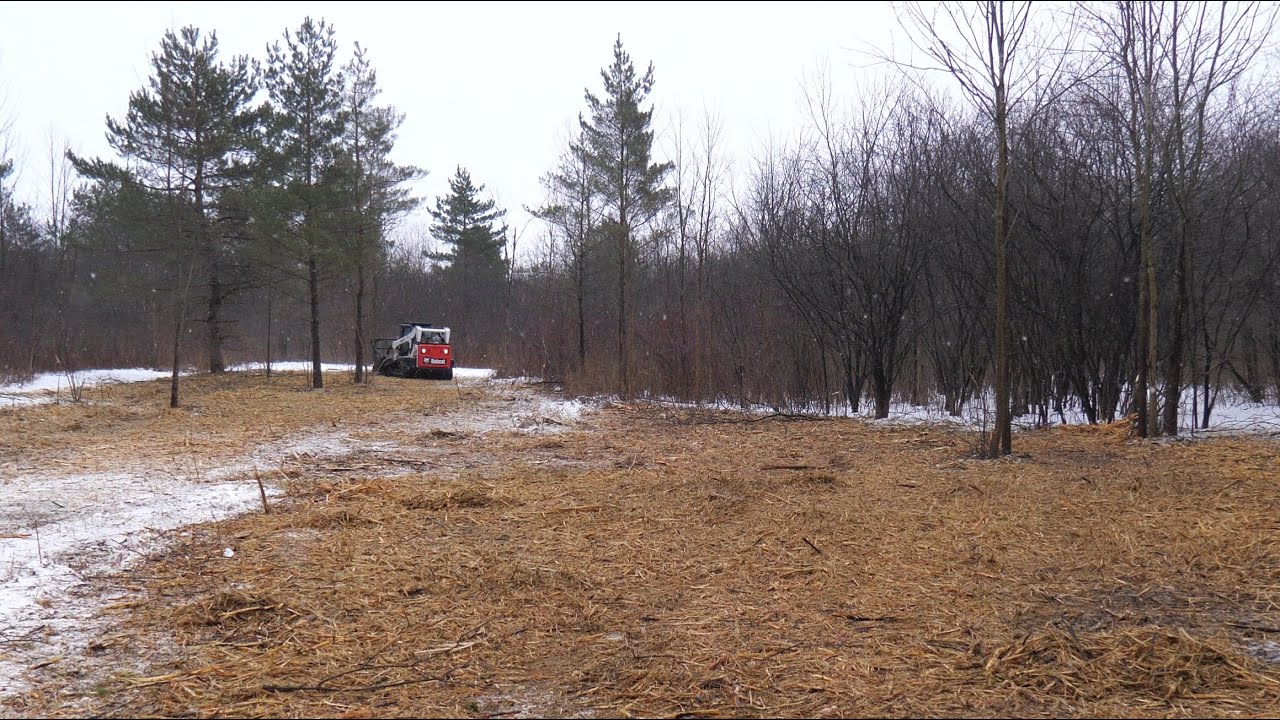 Forestry Mulching Buckthorn - Day 1