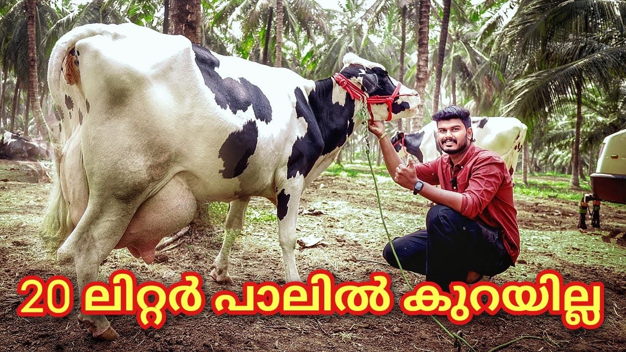 20 ലിറ്ററിൽ കുറയാത്ത പശുക്കൾ വാങ്ങാം 20 litter milking cow #palakkad #cow #vikas