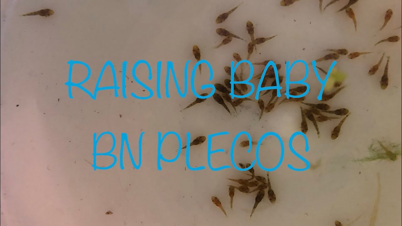 RAISING BABY BN PLECOS