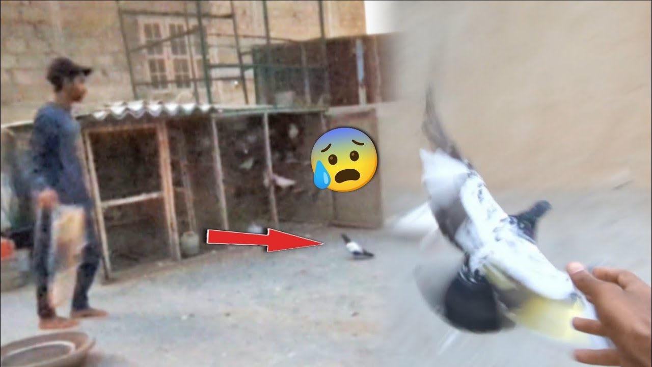 It is very difficult to catch this pigeon 😨 || I caught the Sherazi Pigeon and gave it back☺️.#ch...