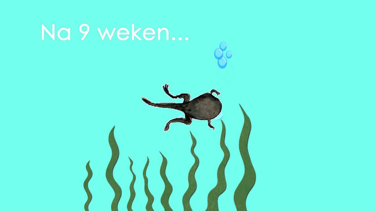 Van kikkerdril tot kikker