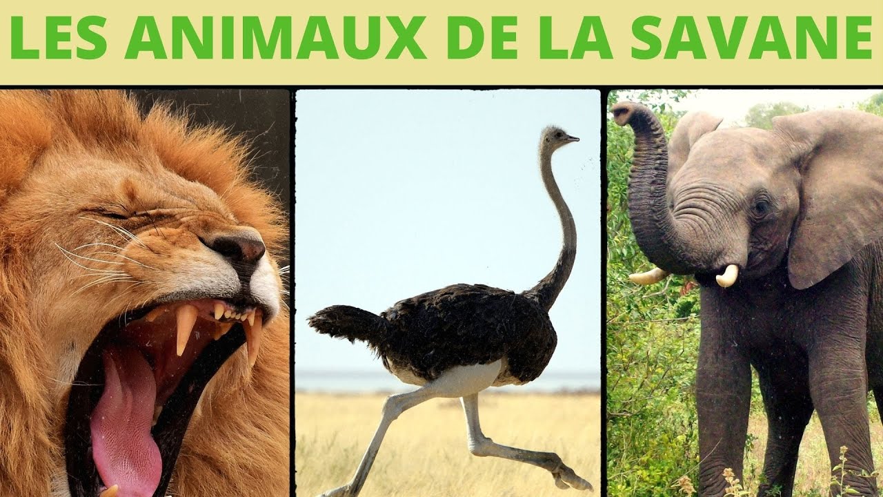 Les animaux de la savane : l'allure et les cris