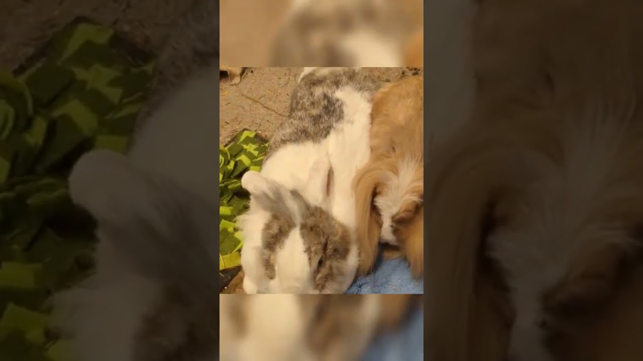 SuperBun!