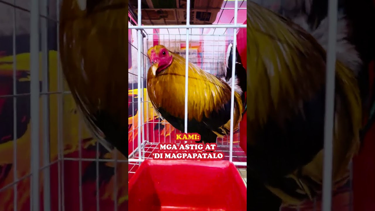 &lsquo;Yan ang mga palaban na manok from JGAT Risktaker Gamefarm! #AlagangThunderbird #THBFuelYourPassion