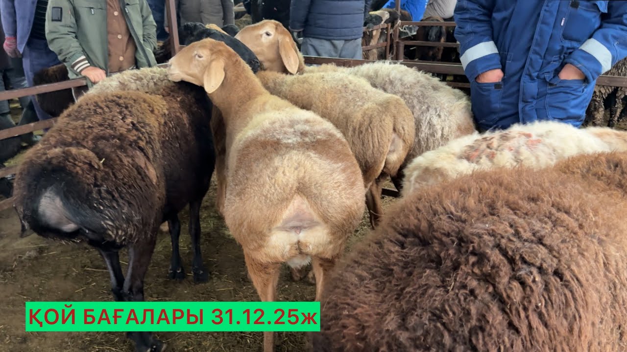 Қой,ешкі бағасы 31.12.25ж.