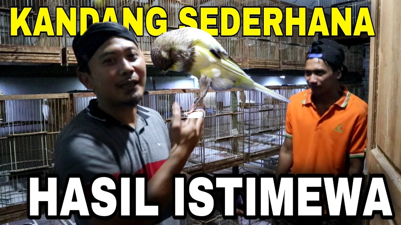 Ternak Kenari YSL dengan Kandang Sederhana Hasil Memuaskan | THOLE CANARY YOGYAKARTA
