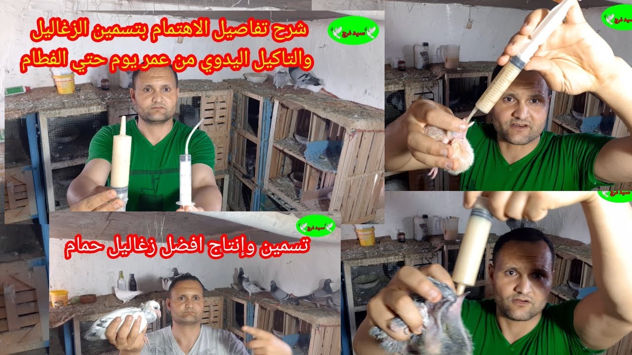 تسمين الزغاليل وزياده الحجم وعمل خلطه التاكيل اليدوي وصناعة الزغاطه وحقنه التاكيل والأدوية المطلوبه