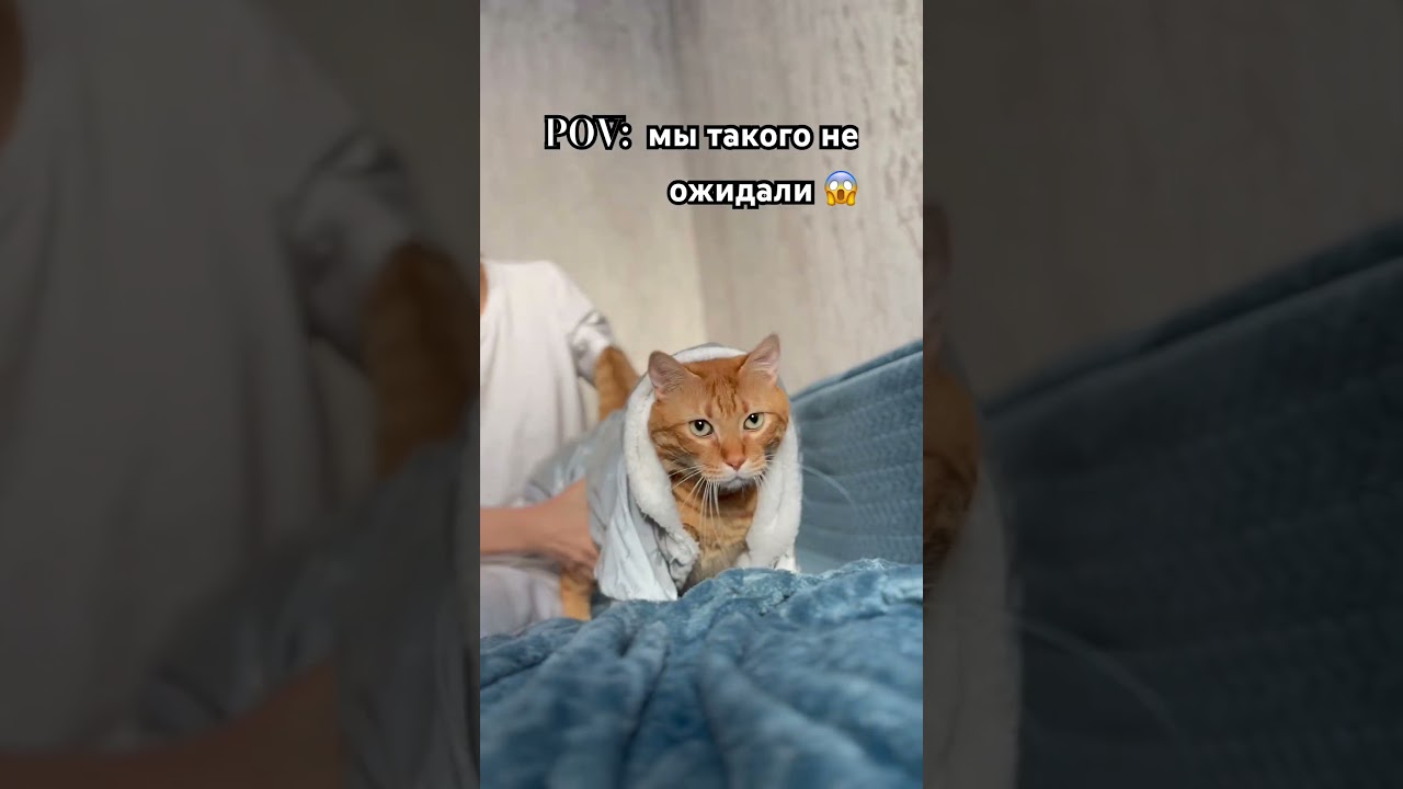 POV: такого мы не ожидали 😱 #cat