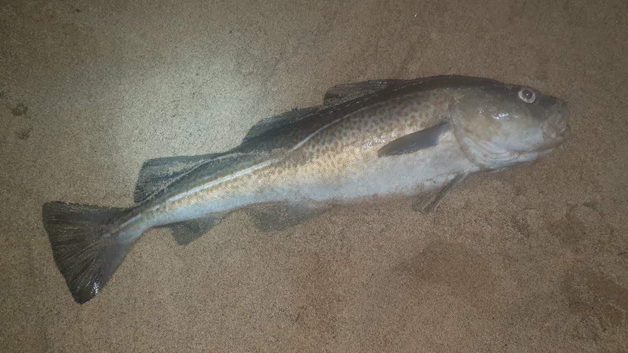 beach fishing at night at North Hornsea hunting for Big Cod with the lads.  #cod #beachfishing