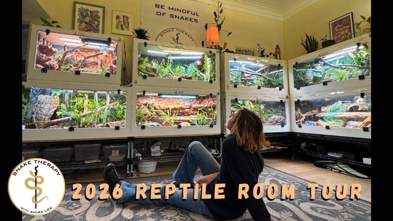 Reptile Room Tour 2026! Year of the Snake In Review @ Snake Therapy HQ