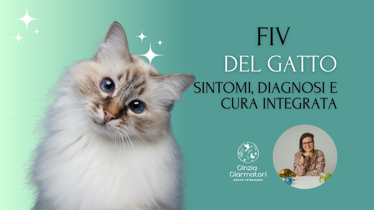 FIV nei gatti: strategie integrate per migliorare la salute e la longevità