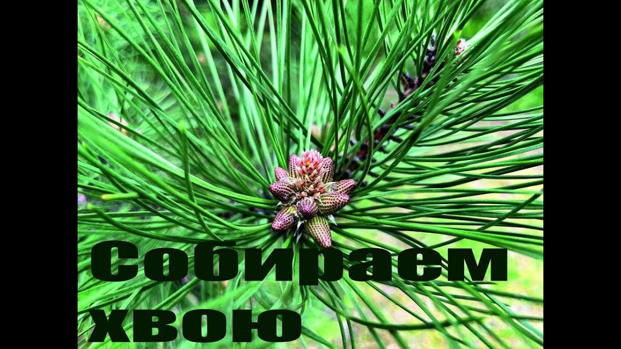 Сбор хвои сосны, рецепты хвойного ферментированного чая и кваса. Весенний лес