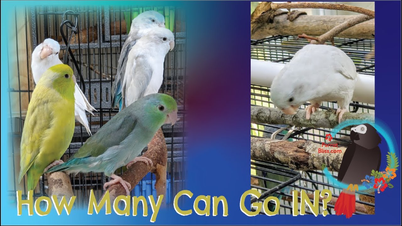 How Many Parrotlets Can I Put In A #Parrotlet Aviary? #Parrot_Bliss