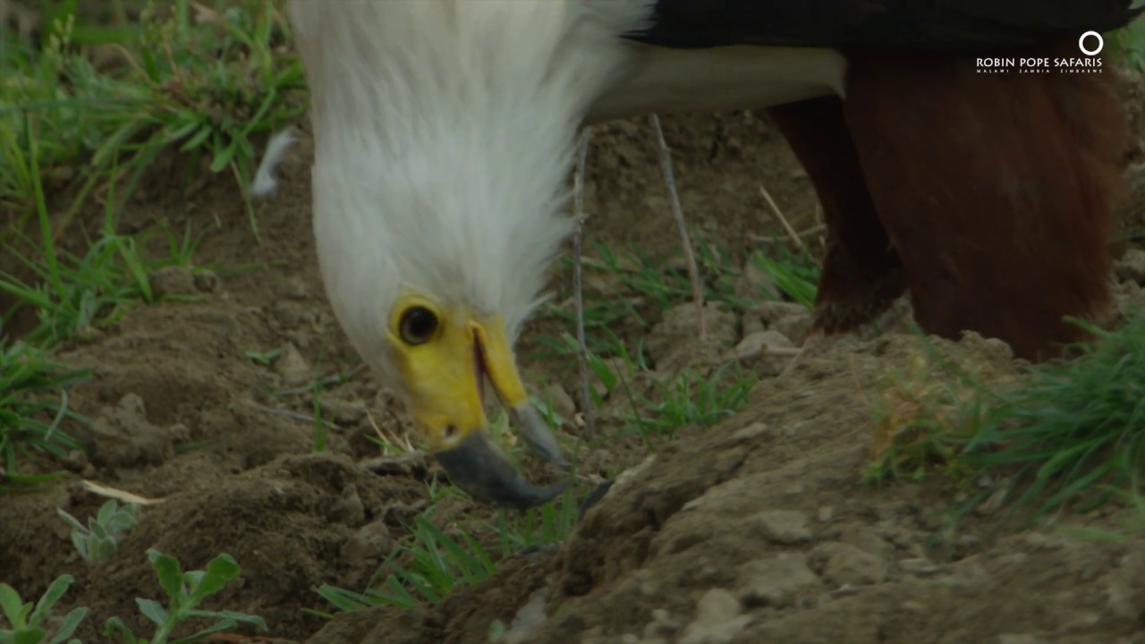 Safari Diaries: The Fish Eagle Thief