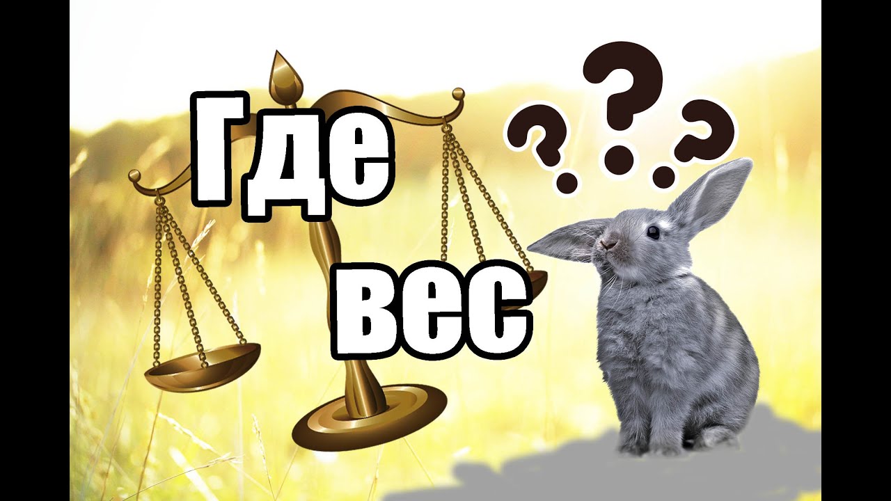 Почему кролики не набирают вес/Какой вес должен быть у кроликов/Диванный кроликовод