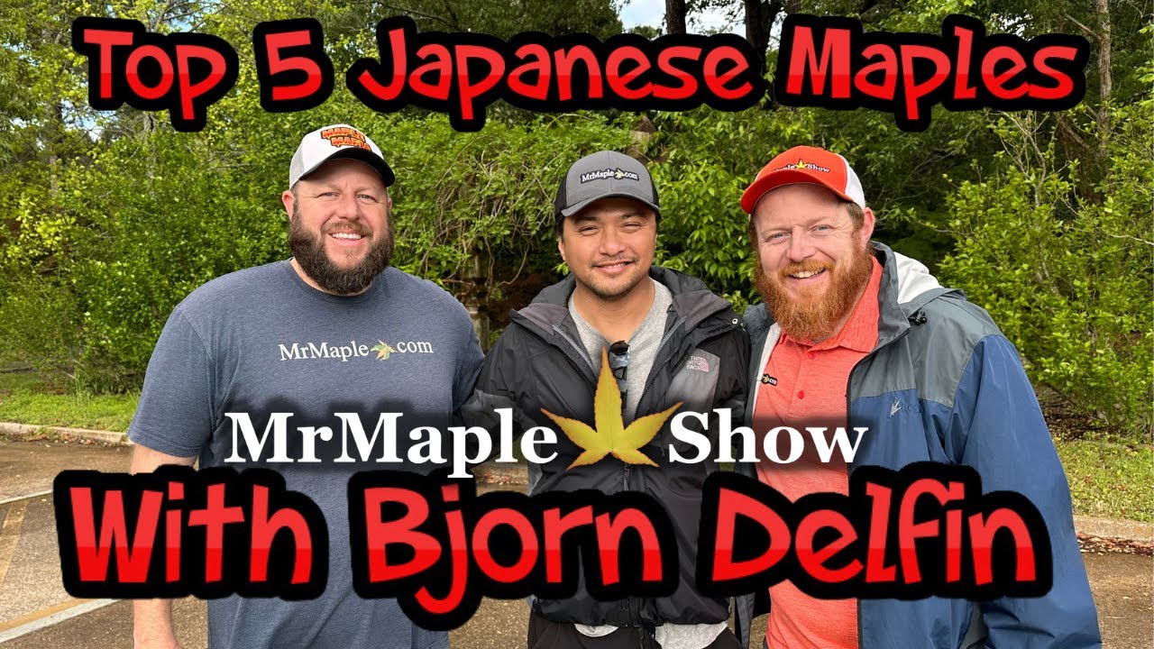 Top 5 Japanese Maples with Bjorn Delfin | Texas