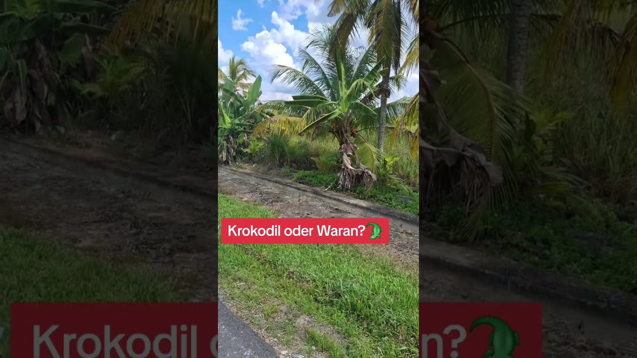 🐊 Krokodil im Entw&auml;sserungsgraben? ⚡️