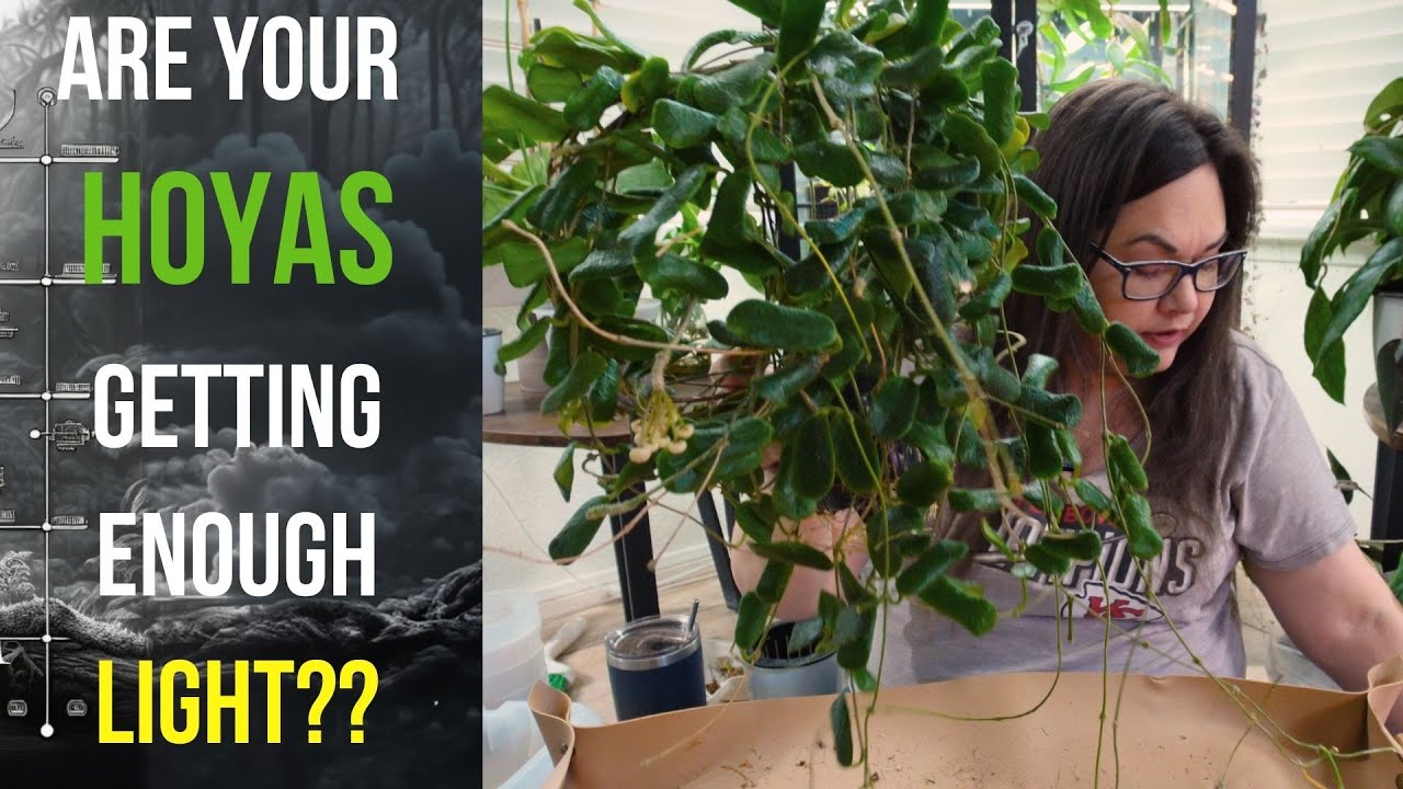 Hoya Lighting Needs Explained | Let&rsquo;s Talk Ep 001