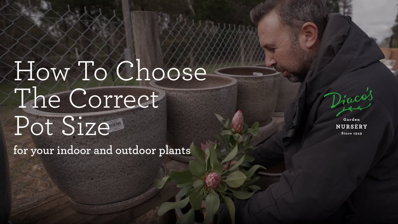 How To Choose The Correct Pot Size (indoor and outdoor plants)