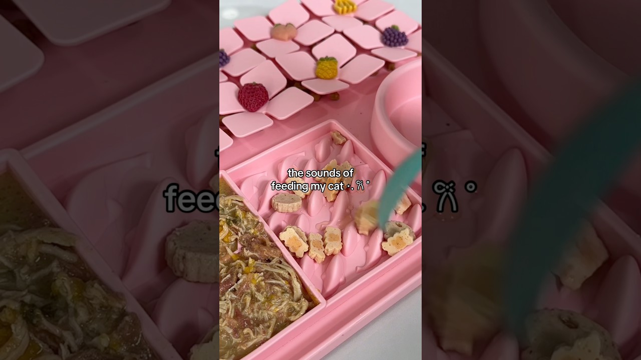 Cat food asmr sounds #catasmr #asmrsounds #catfeeding #asmr #feedmycats