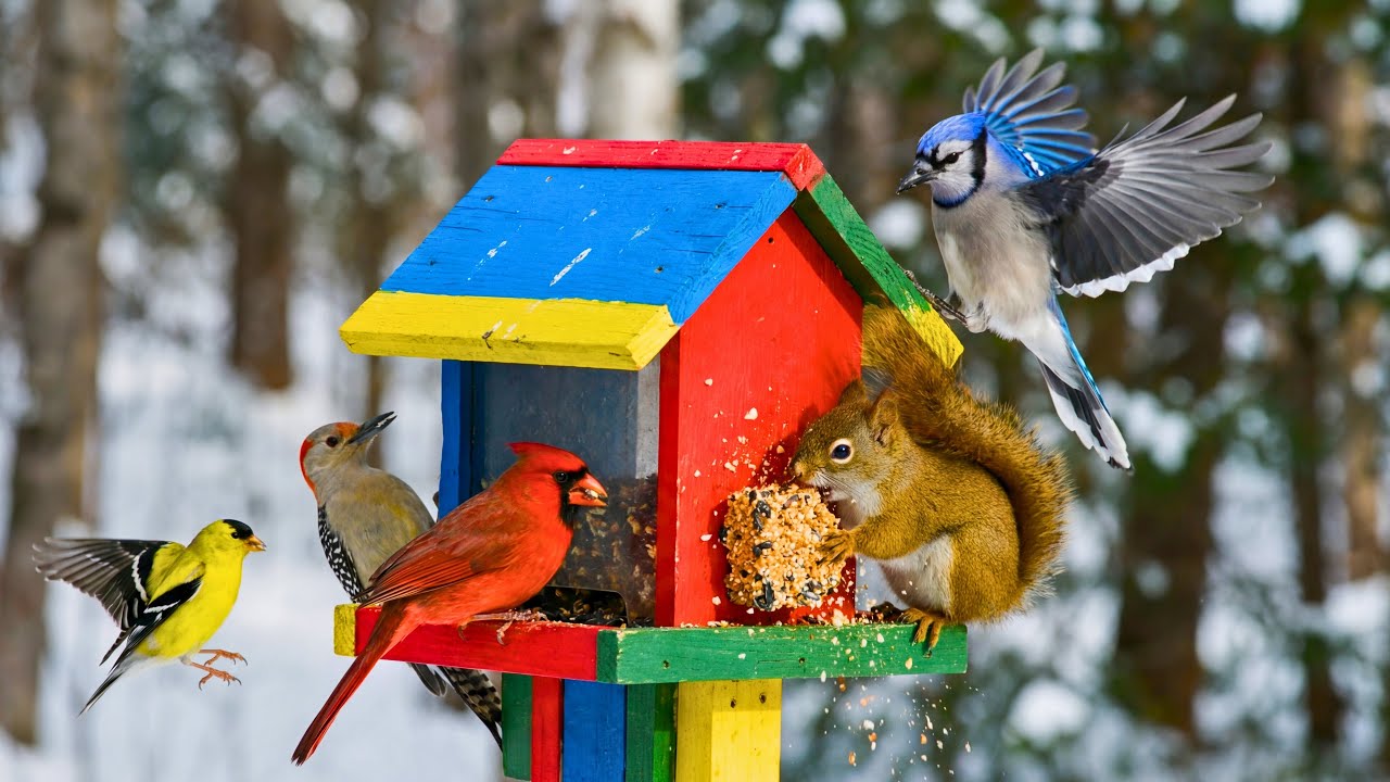 🔴 LIVE Winter Wonderland Bird Feeder ❄️ Cardinals, Jays & Squirrels ❄️