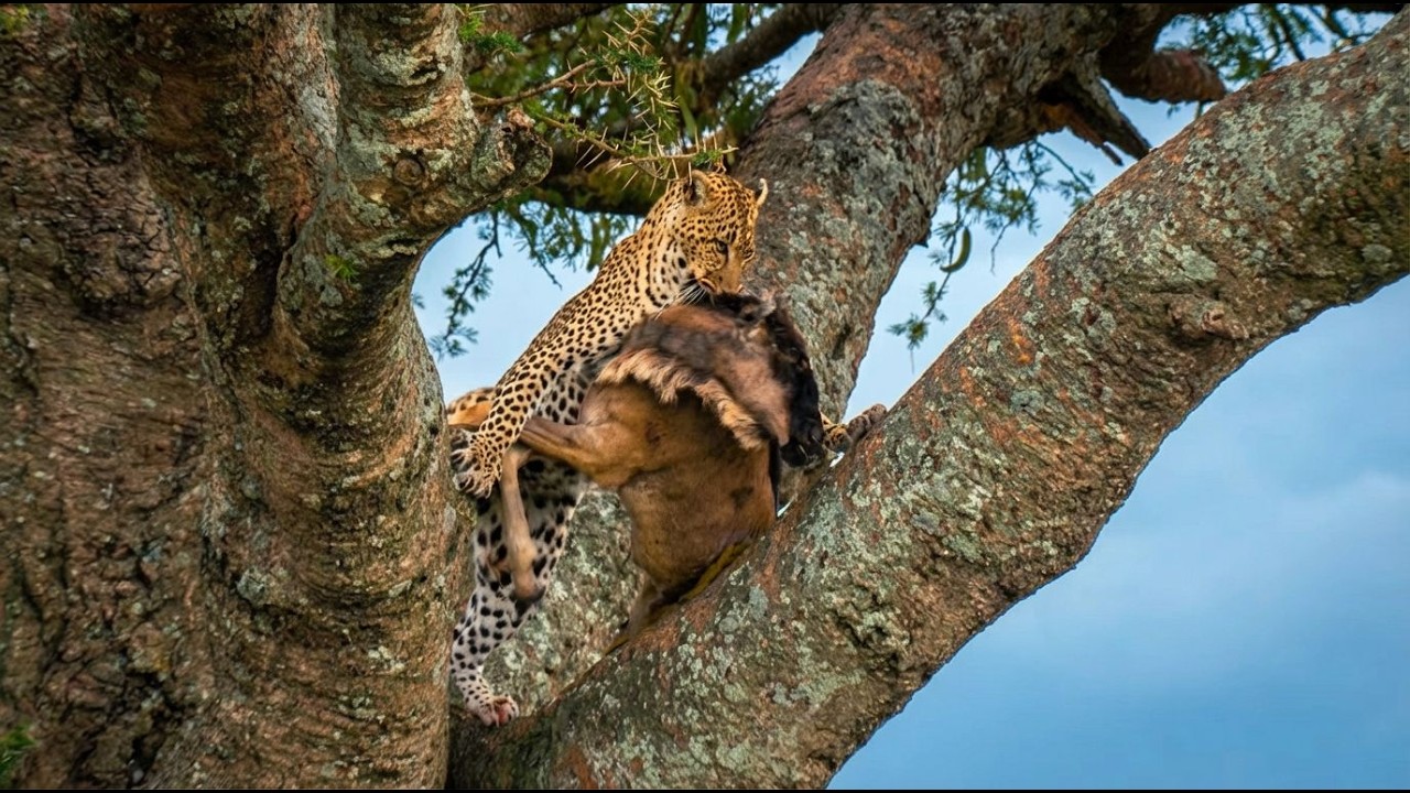 World&rsquo;s Fastest Hunter - The Secret Life of Cheetahs | UNCENSORED