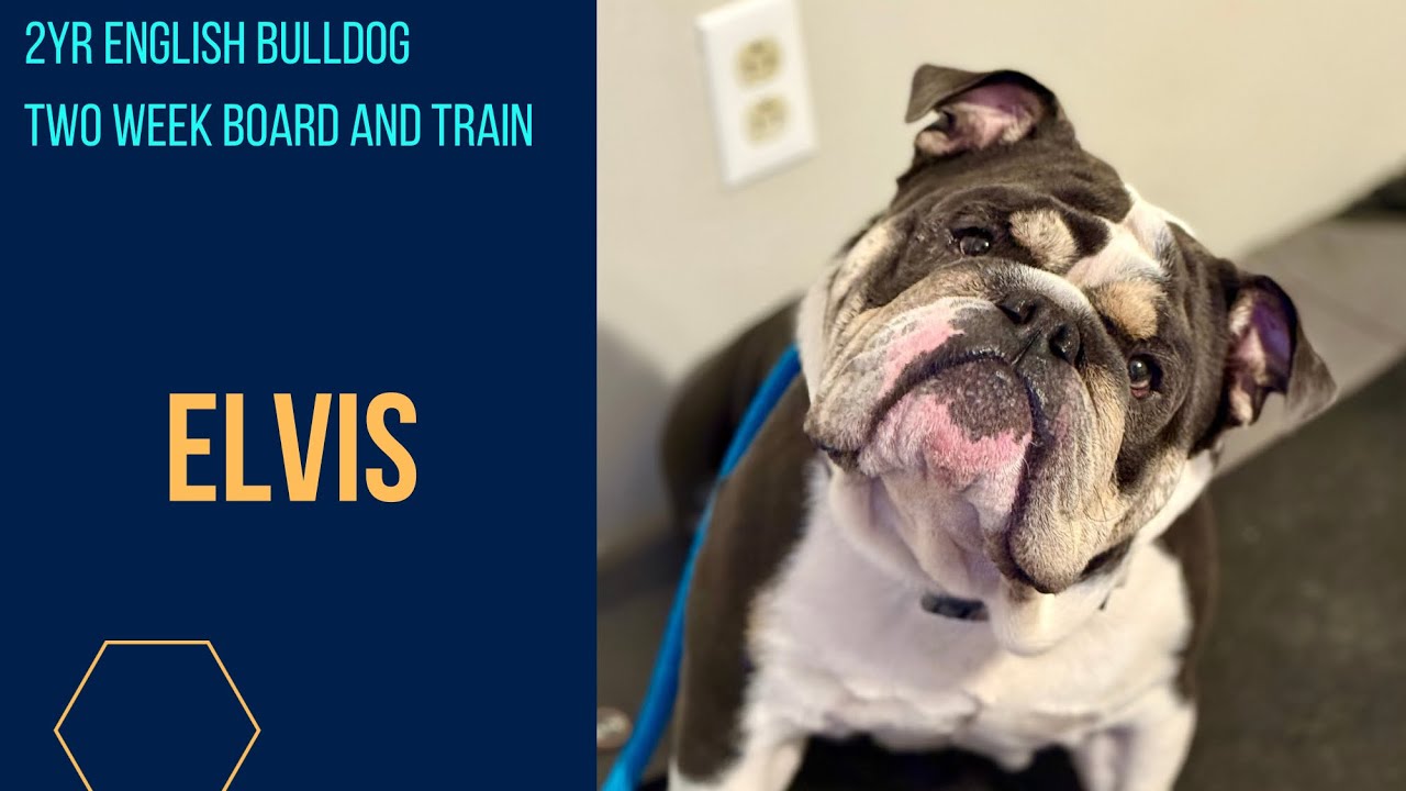 2yr English Bulldog | Off Leash K9 Training | Columbia SC