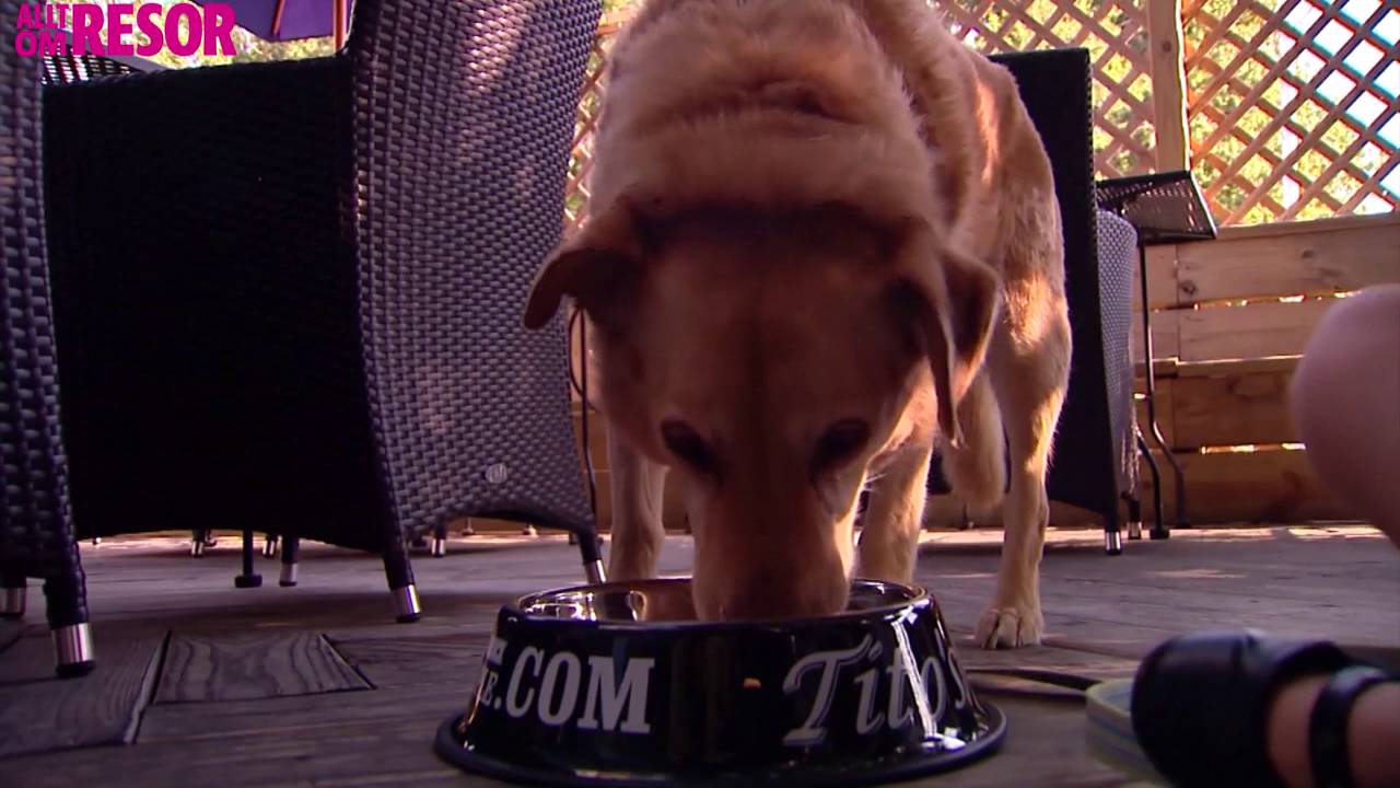 Restaurangen som serverar gourmetmat f&ouml;r hundar