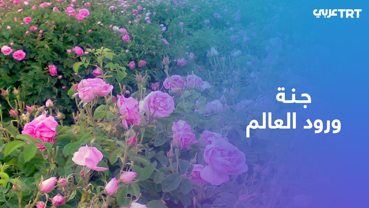 ولاية إسبرطة التركية من أهم مراكز إنتاج 