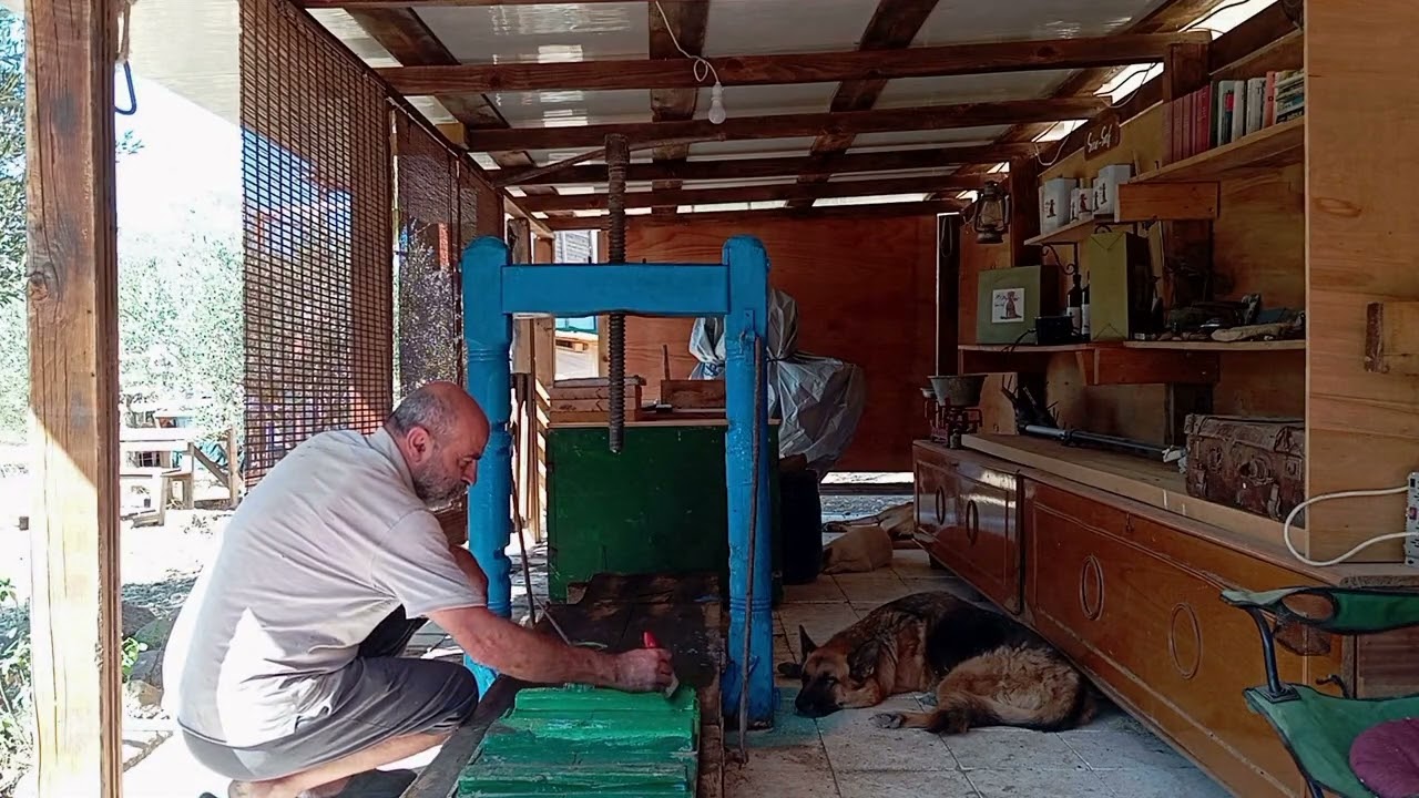 SİNE SAFTA HASAT HAZIRLIKLARI