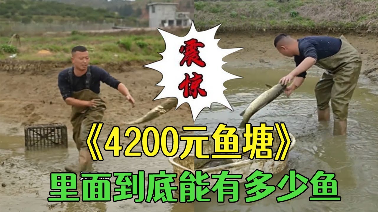 花4200包下的魚塘，看看裏面到底能有多少魚？#小飛哥#新農人計劃2026 #三農 #鄉村守護人 #戶外 #包塘