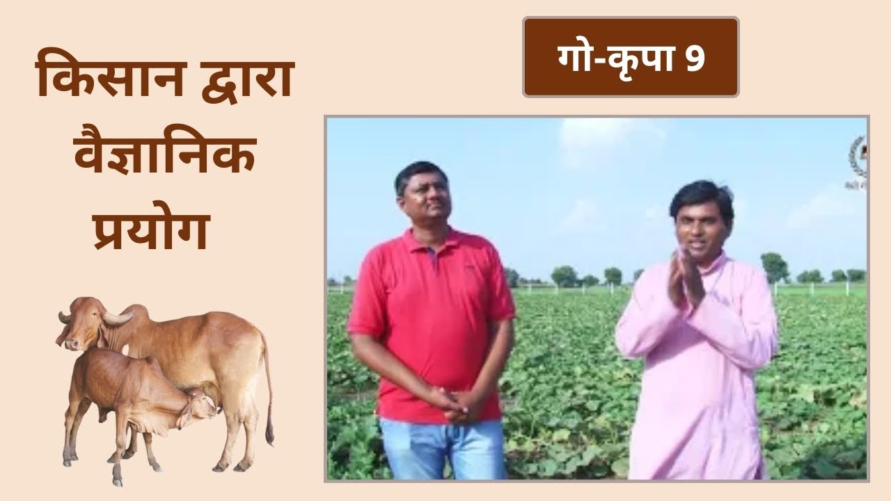 गो-कृपा 9 | किसान द्वारा वैज्ञानिक प्रयोग | Go Krupa 9 | Bansi Gir Gaushala | Gopalbhai Sutariya |