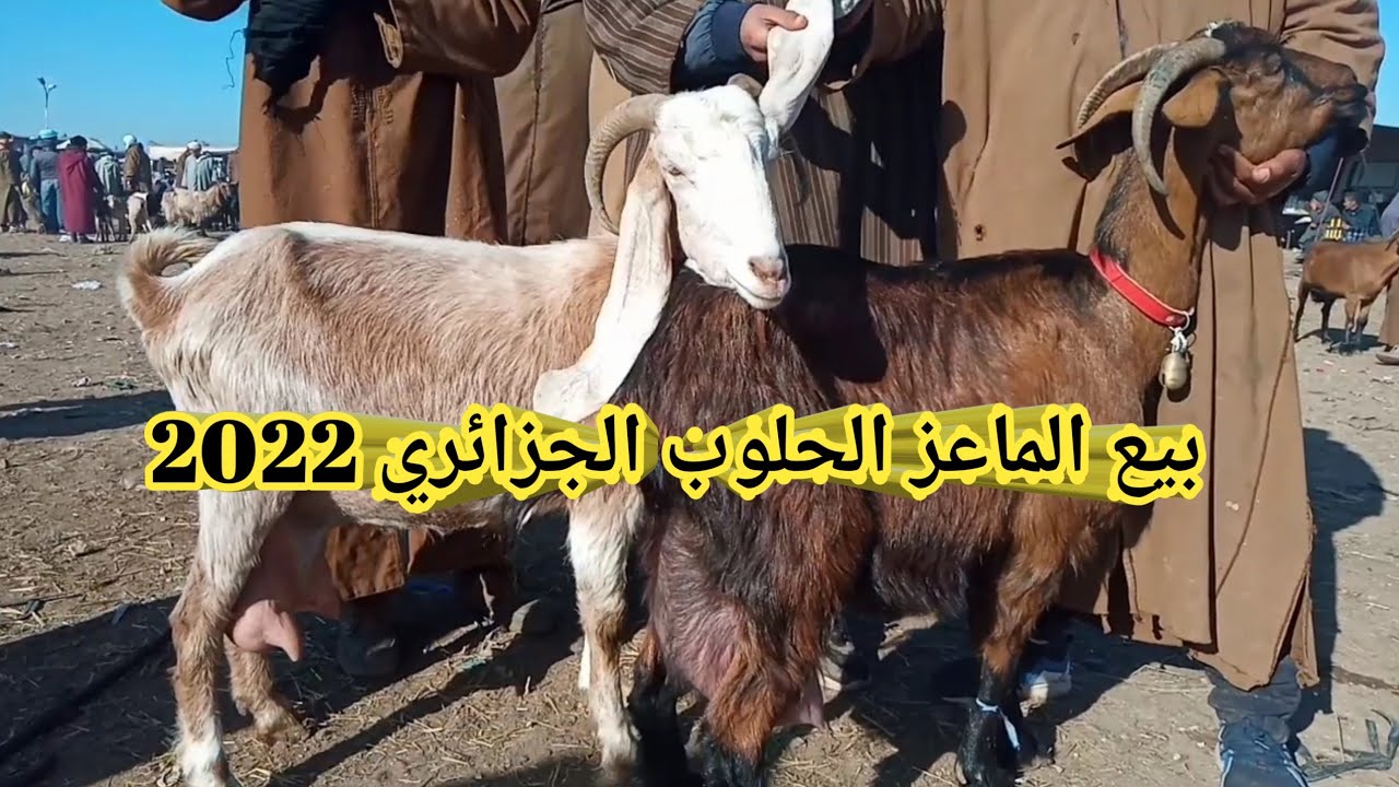 أسعار الماعز الحلوب بالجزائر / سوق الغرب / سيدي بالعباس 2022🐐⁦🇩🇿⁩
