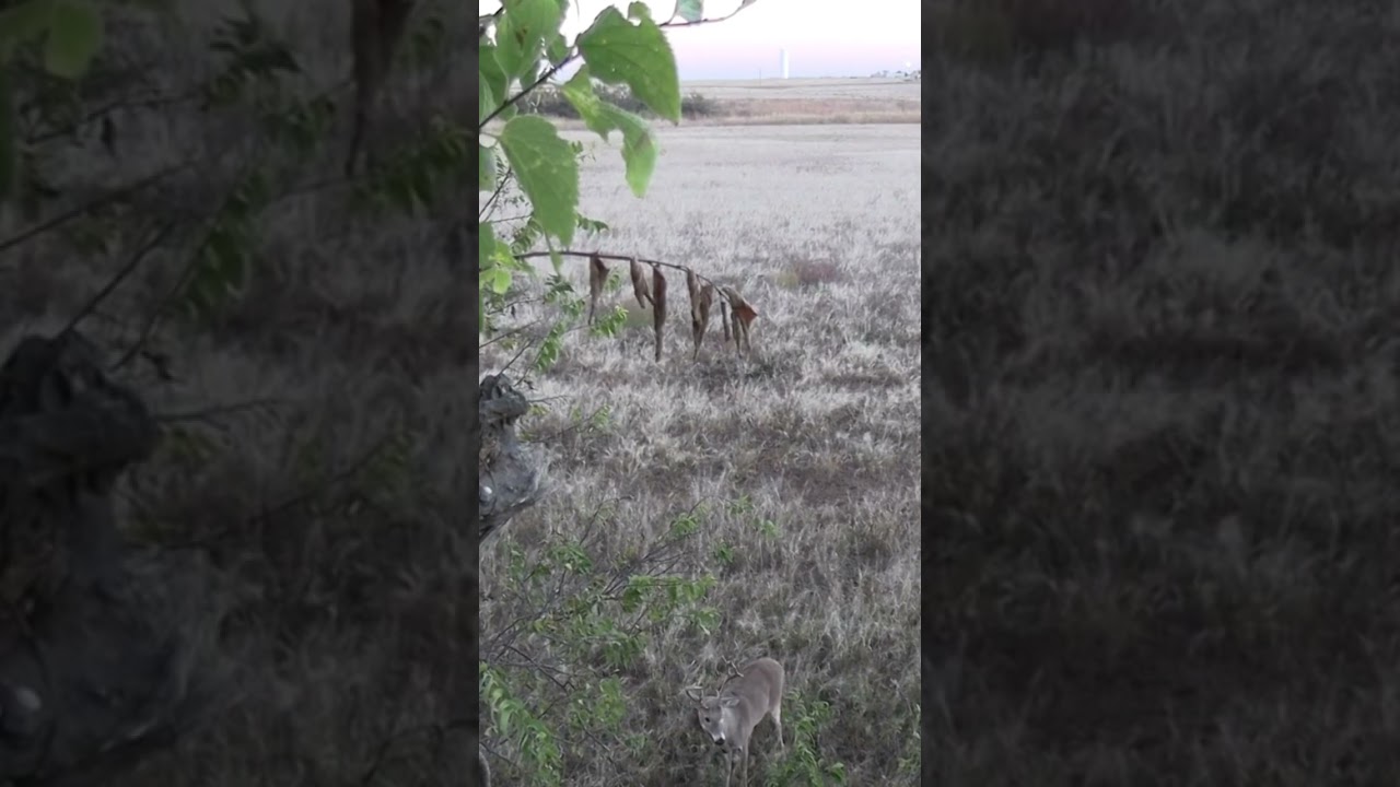 Whitetail Buck Grunt And Snort Wheeze!