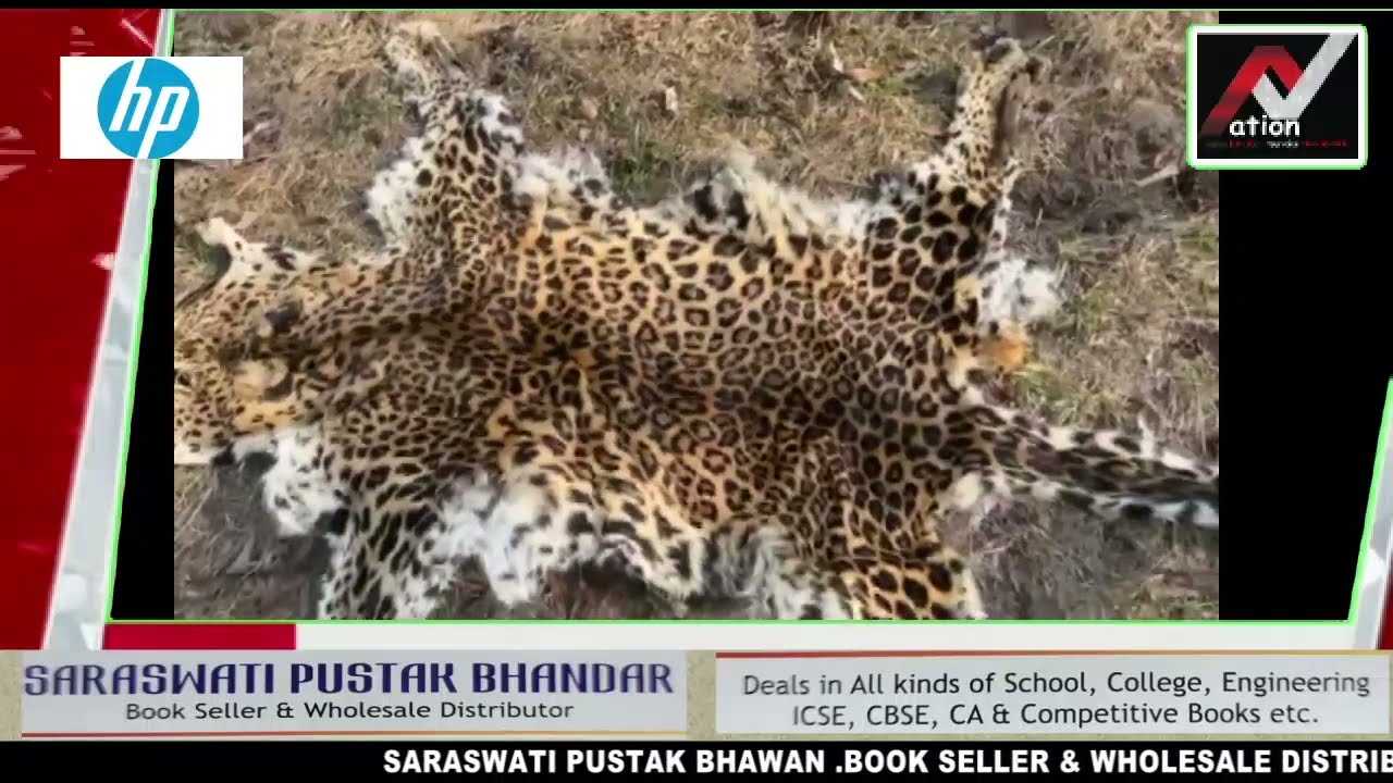 STF crackdown on tiger skin trade: One arrested@Nation1stTv