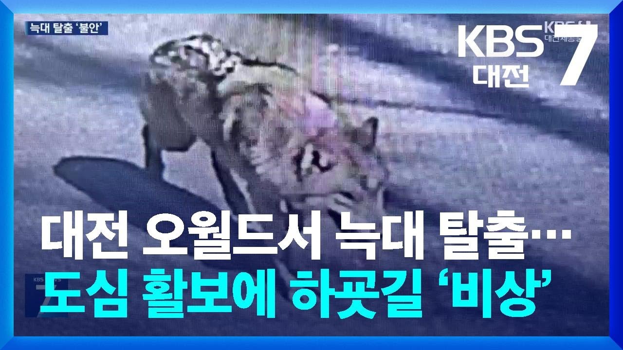 대전 오월드서 늑대 탈출&hellip;도심 활보에 하굣길 &lsquo;비상&rsquo; / KBS  2026.04.08.