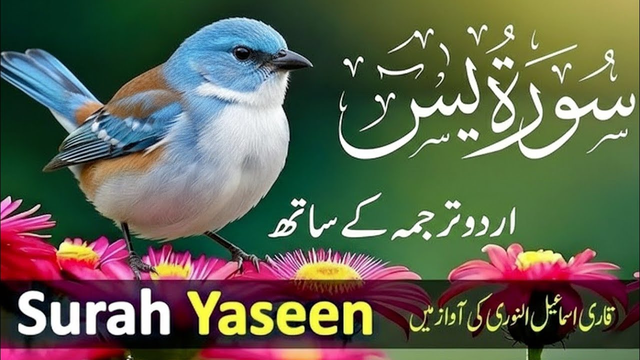 Surah Yaseen with Urdu Translation by Qari Ismail Al Nouri |Tilawat | Urdu & Hindi Tarjuma | Epi 139