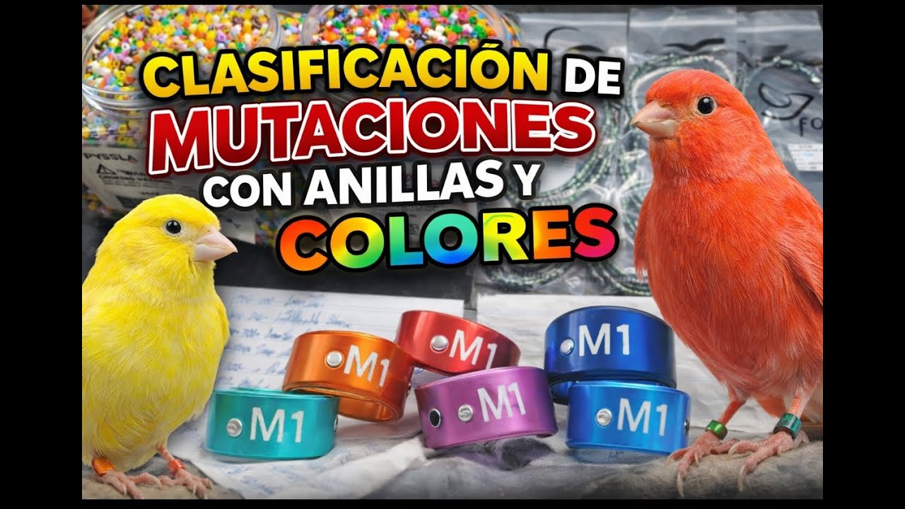 CLASIFICACION DE MUTACIONES POR ANILLAS Y COLORES